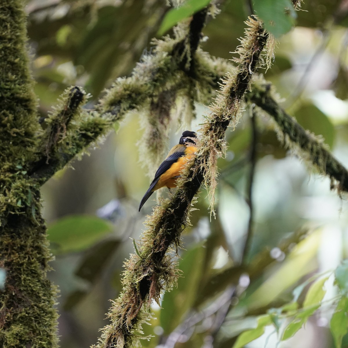 Kara Gıdılı Dağ Tangarası - ML647097876