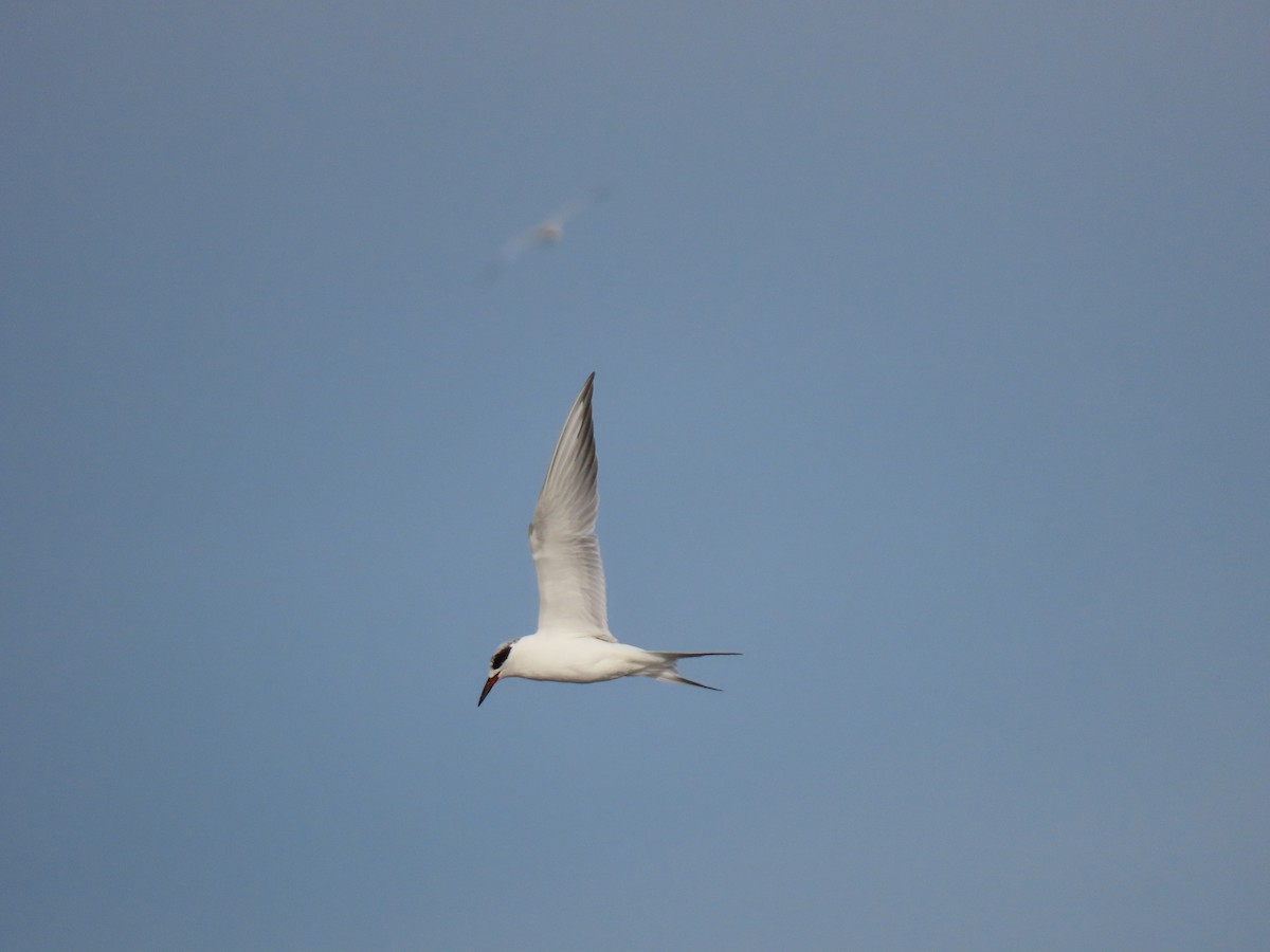 メリケンアジサシ - ML647097880