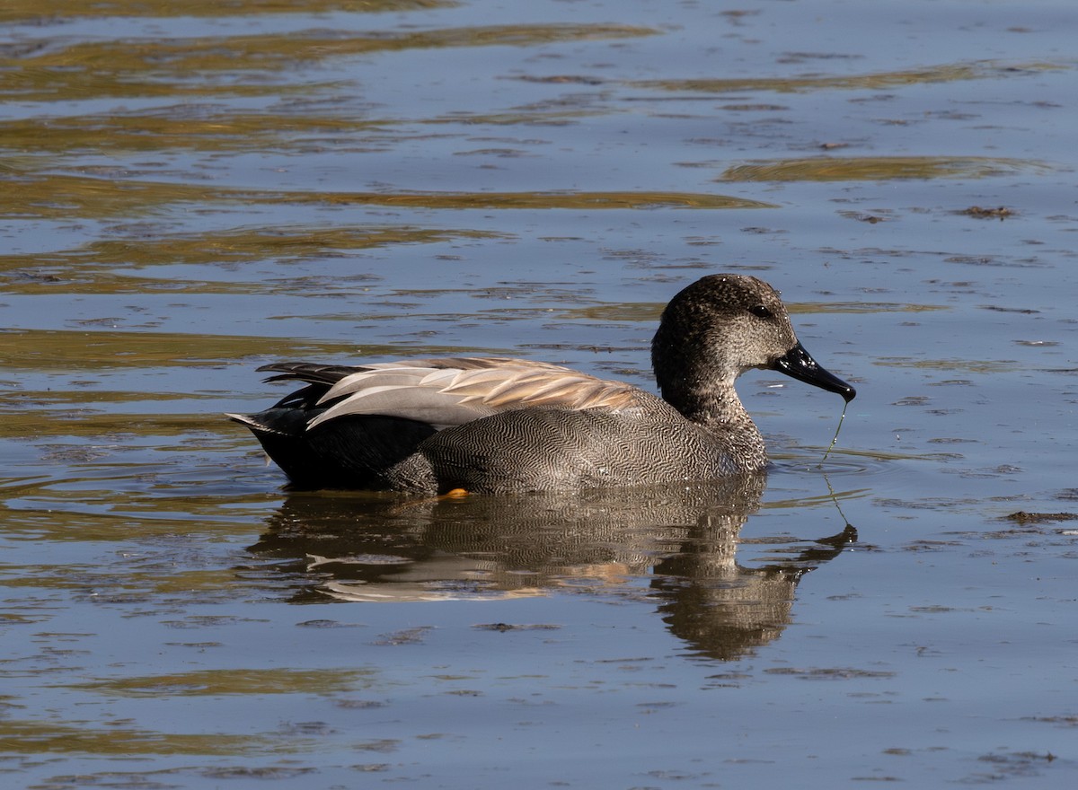 kopřivka obecná - ML647097887