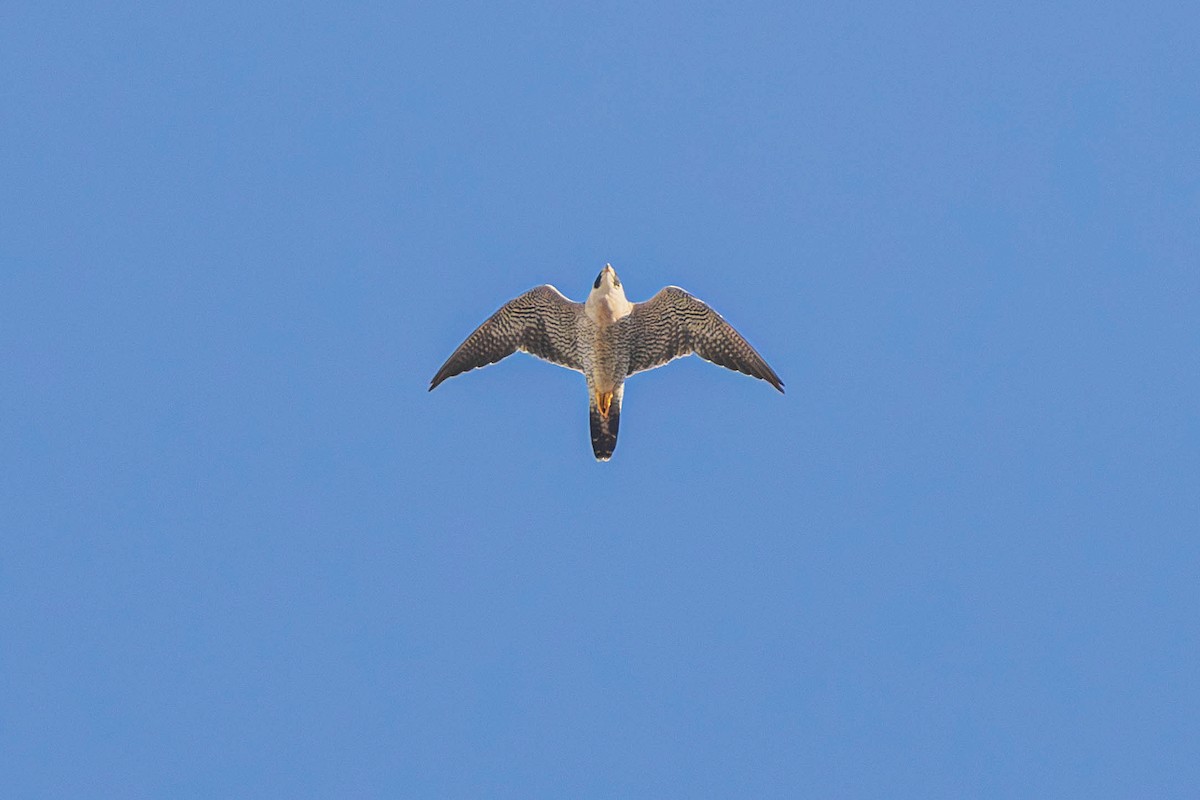 Peregrine Falcon - ML647097890