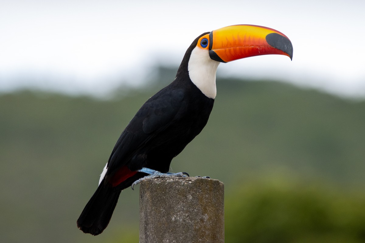 Toco Toucan - ML647097892