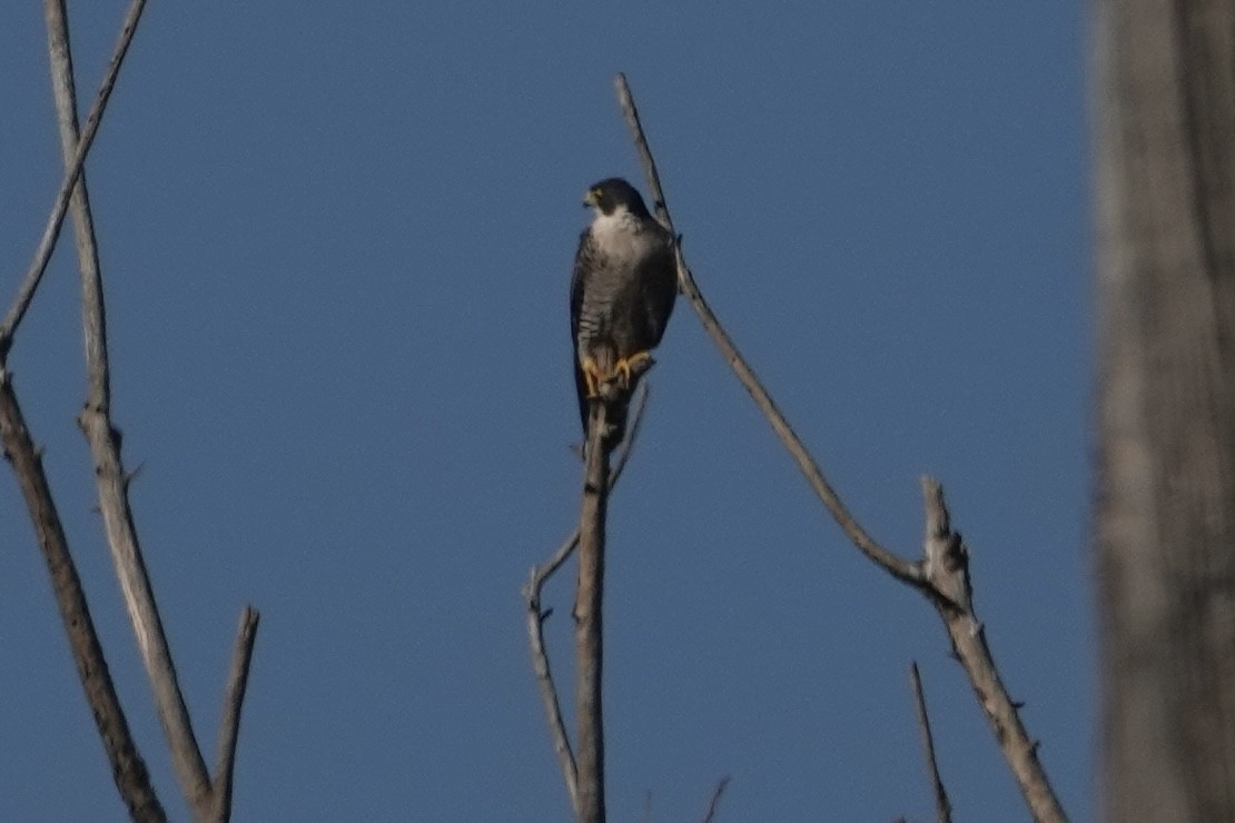 Peregrine Falcon - ML647097899