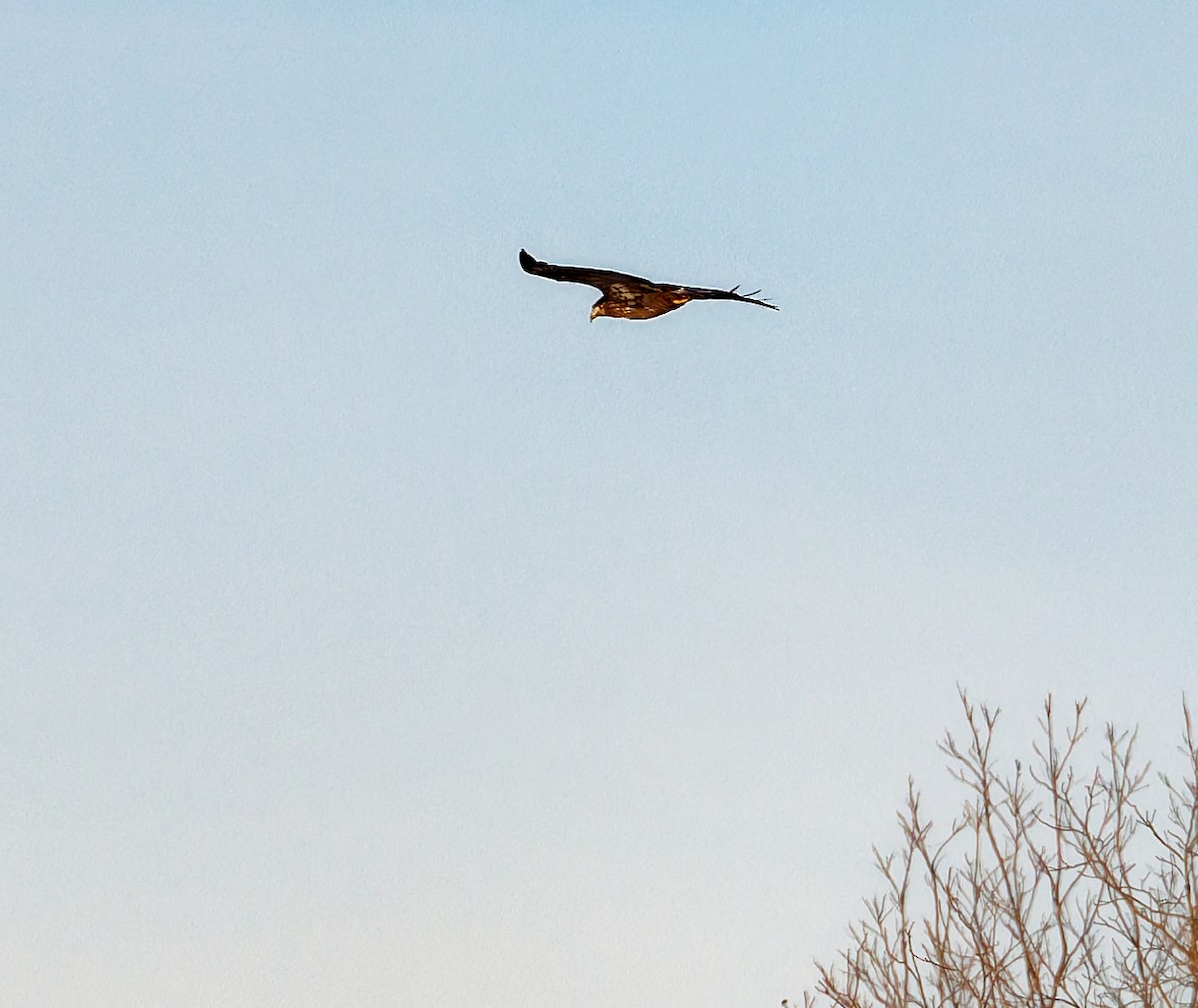 Weißkopf-Seeadler - ML647097906