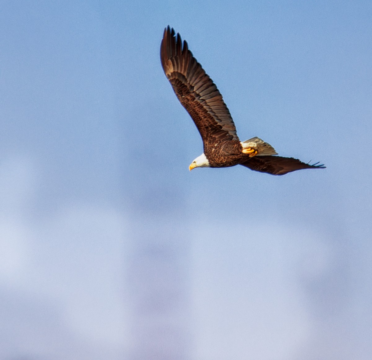 Weißkopf-Seeadler - ML647097907
