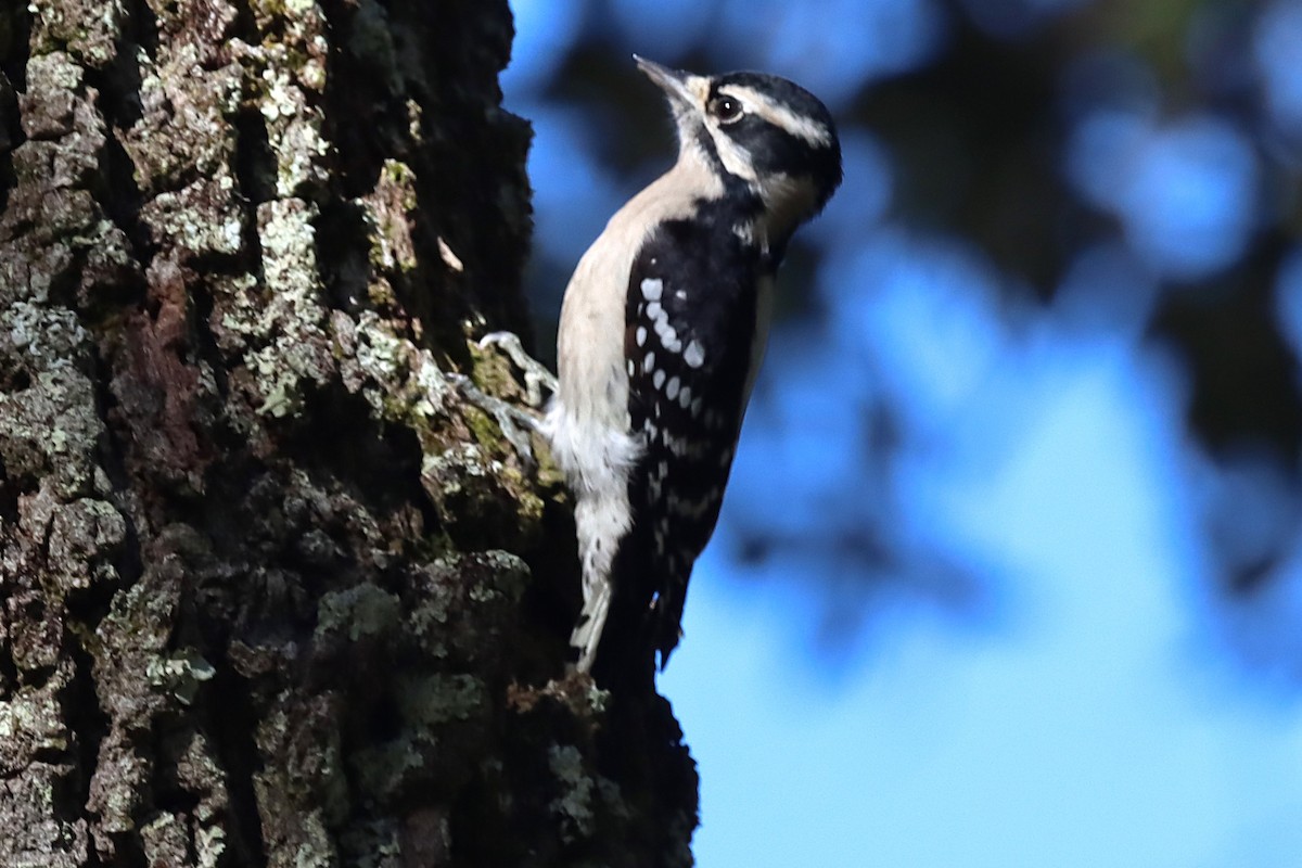 Downy Woodpecker - ML647097911