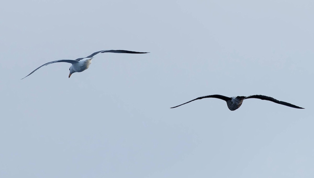 gull sp. - ML647097913