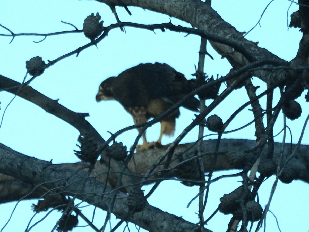 Peregrine Falcon - ML647097916