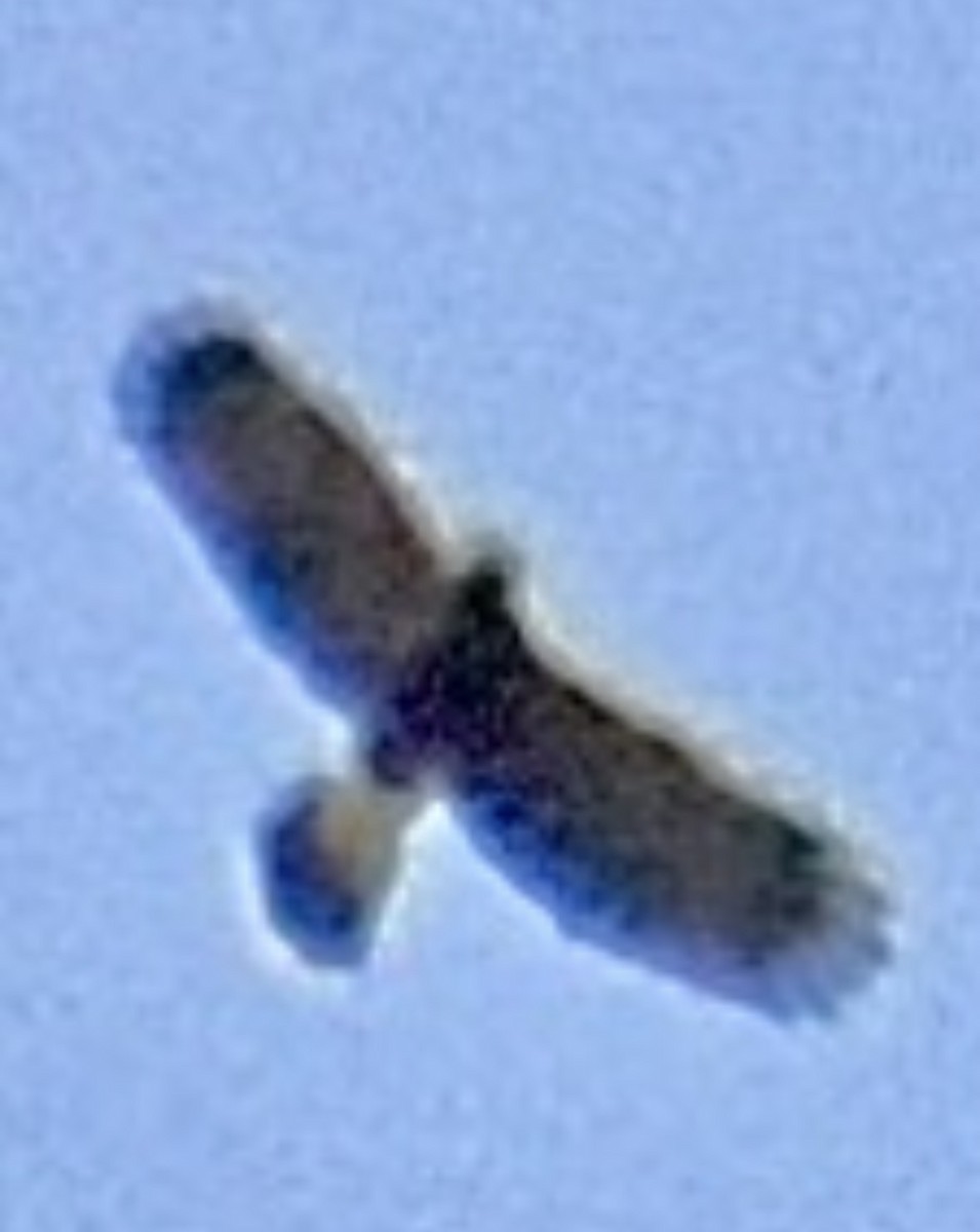 Harris's Hawk - ML647097921