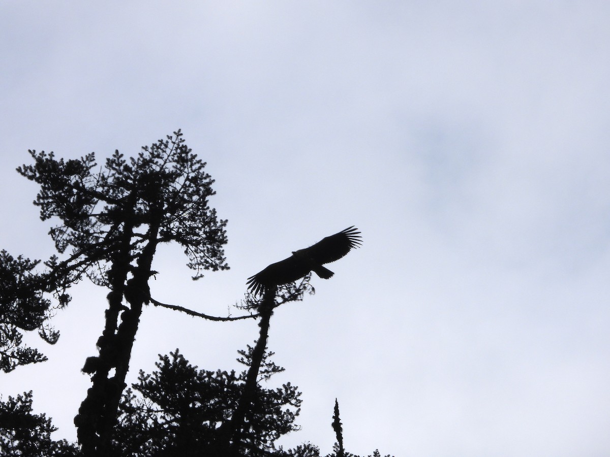 Vautour de l'Himalaya - ML647097923