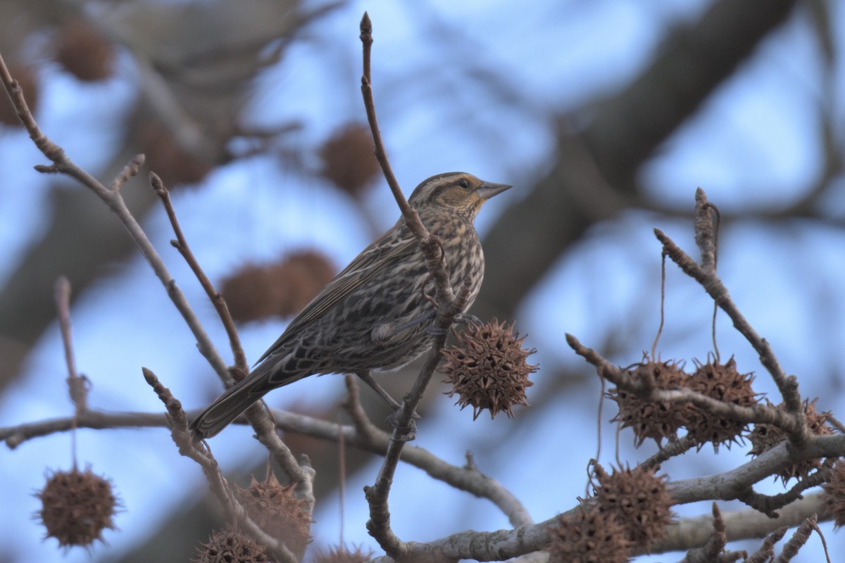 vlhovec červenokřídlý - ML647097925