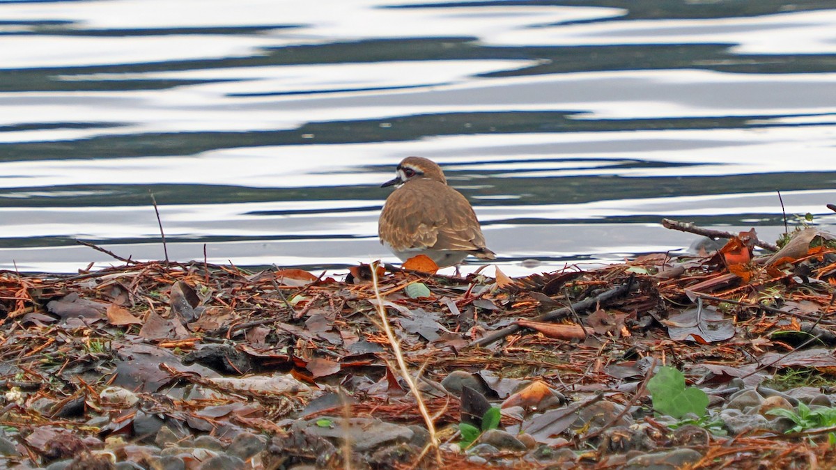 Killdeer - ML647097927
