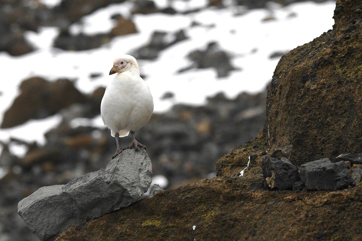 Snowy Sheathbill - ML647097936