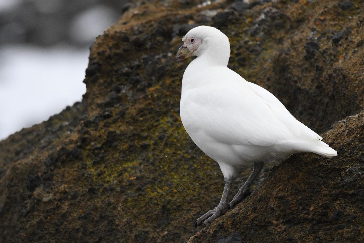 Snowy Sheathbill - ML647097937