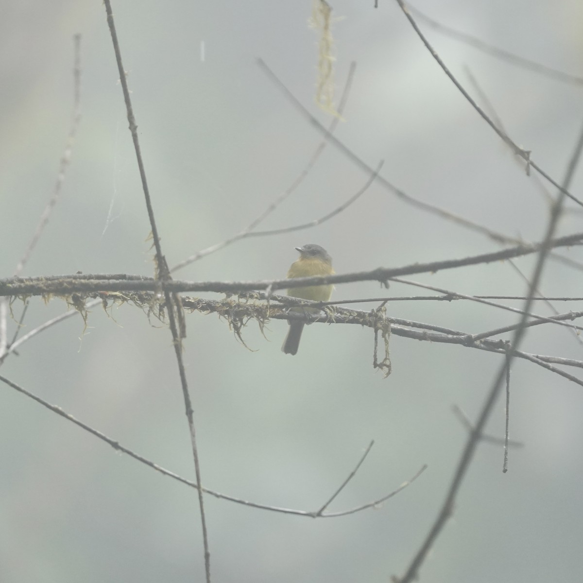 Handsome Flycatcher - ML647097945