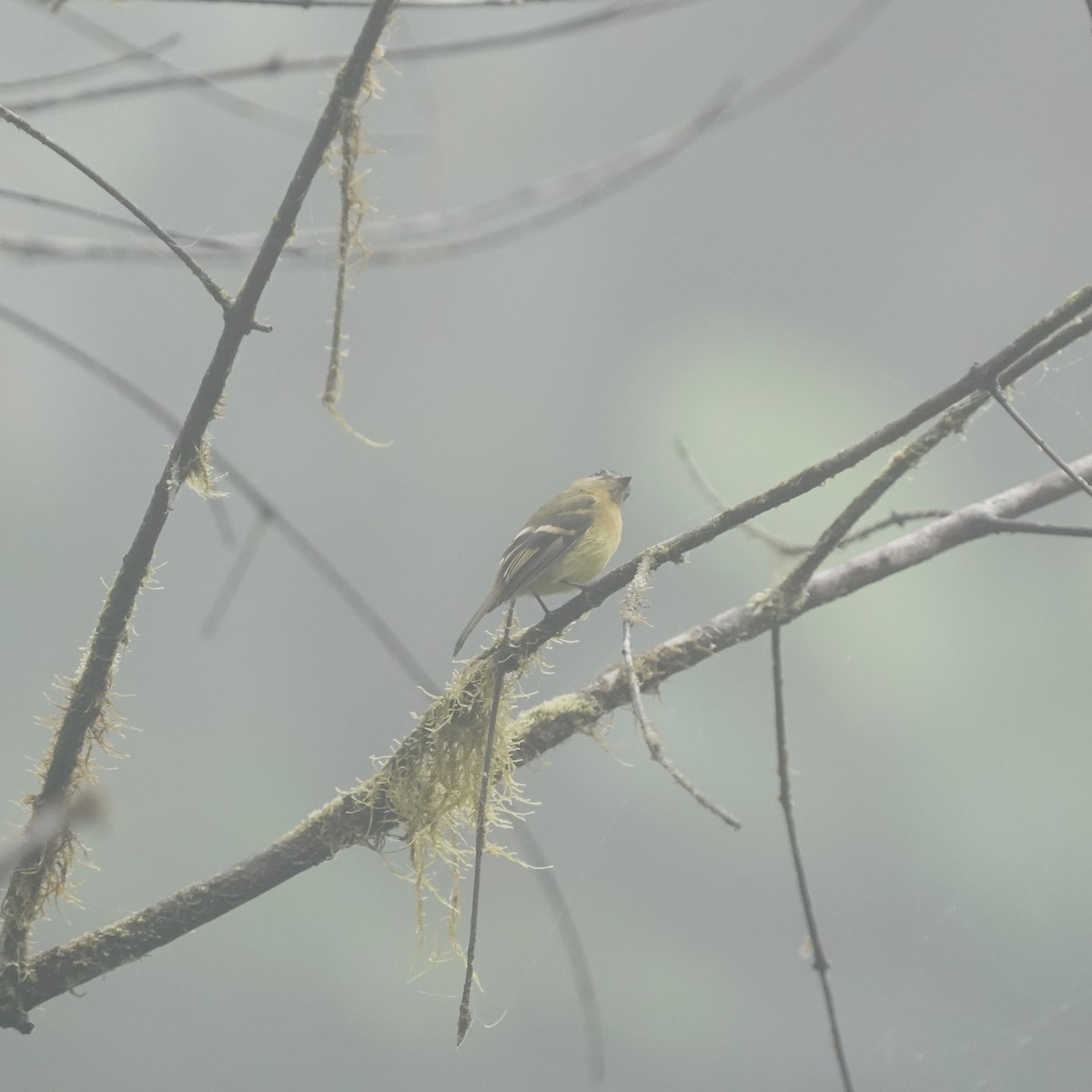 Handsome Flycatcher - ML647097946