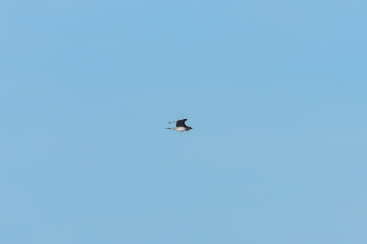 Parasitic Jaeger - ML647097959