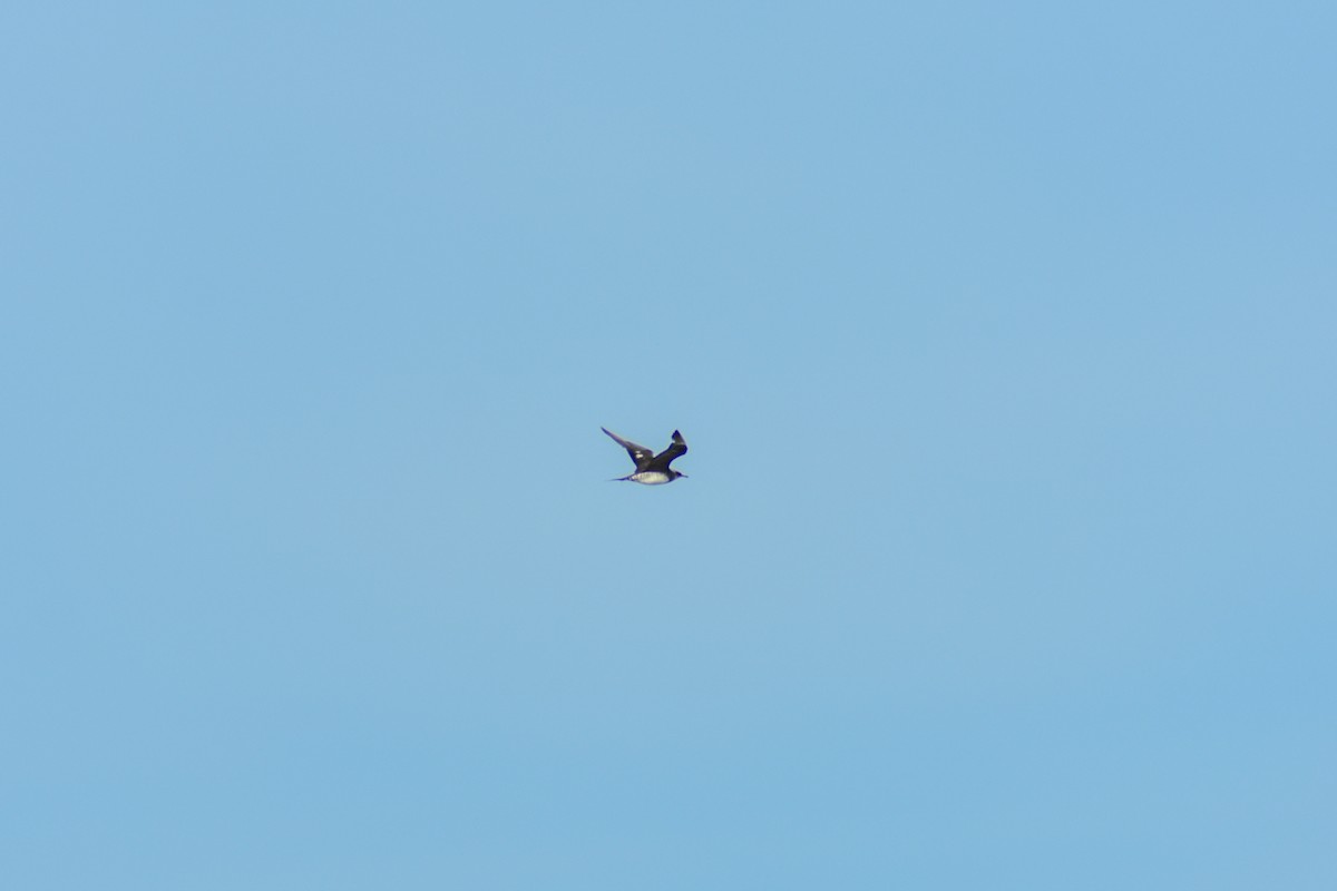 Parasitic Jaeger - ML647097960