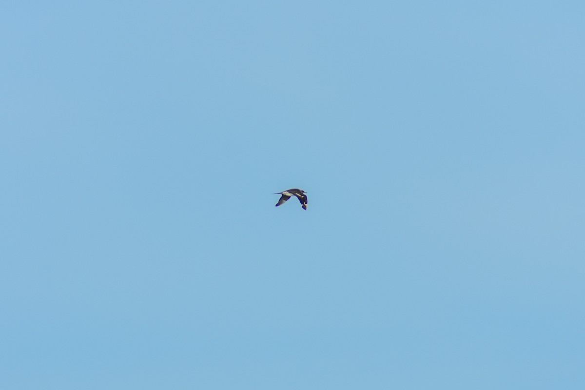 Parasitic Jaeger - ML647097961