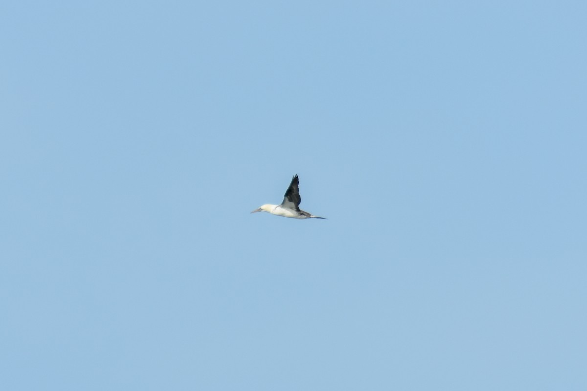 Alcatraz Atlántico - ML647097968