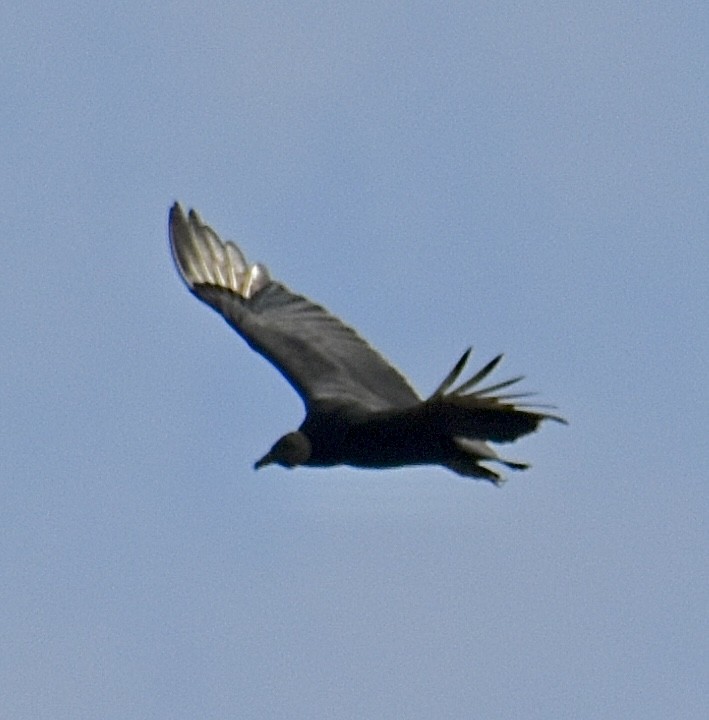 Black Vulture - ML647097970