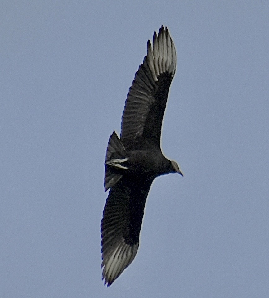 Black Vulture - ML647097973