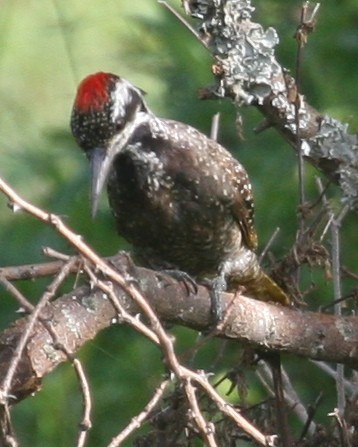 Bearded Woodpecker - ML647097988