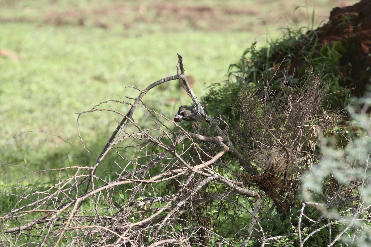 Bearded Woodpecker - ML647098001