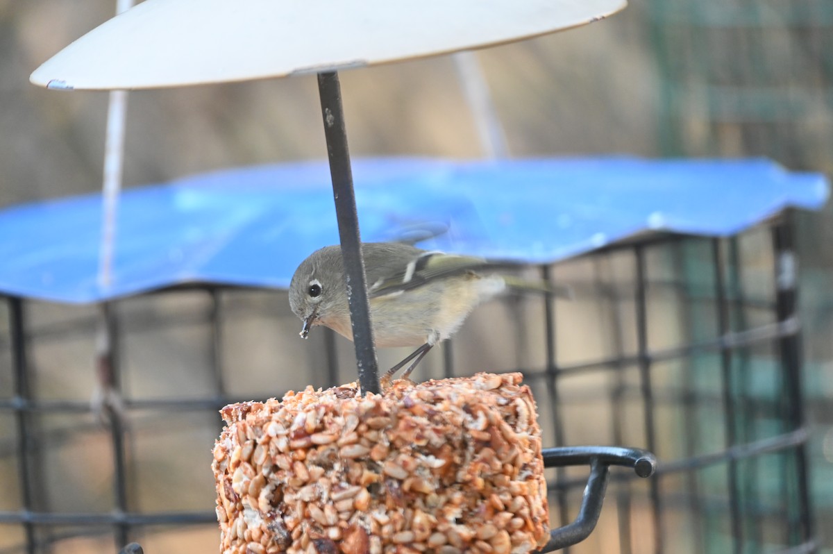 králíček americký - ML647098002