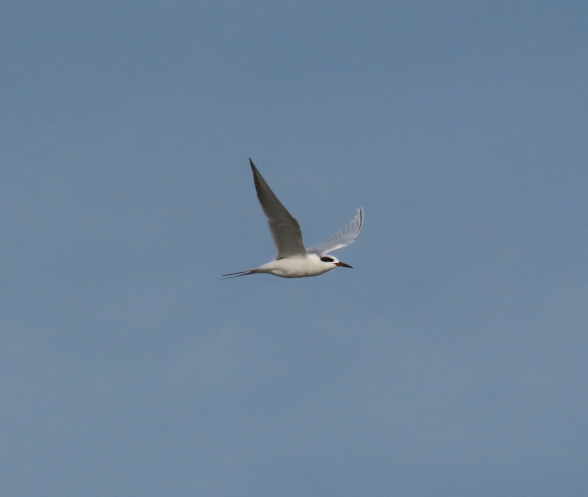 メリケンアジサシ - ML647098017