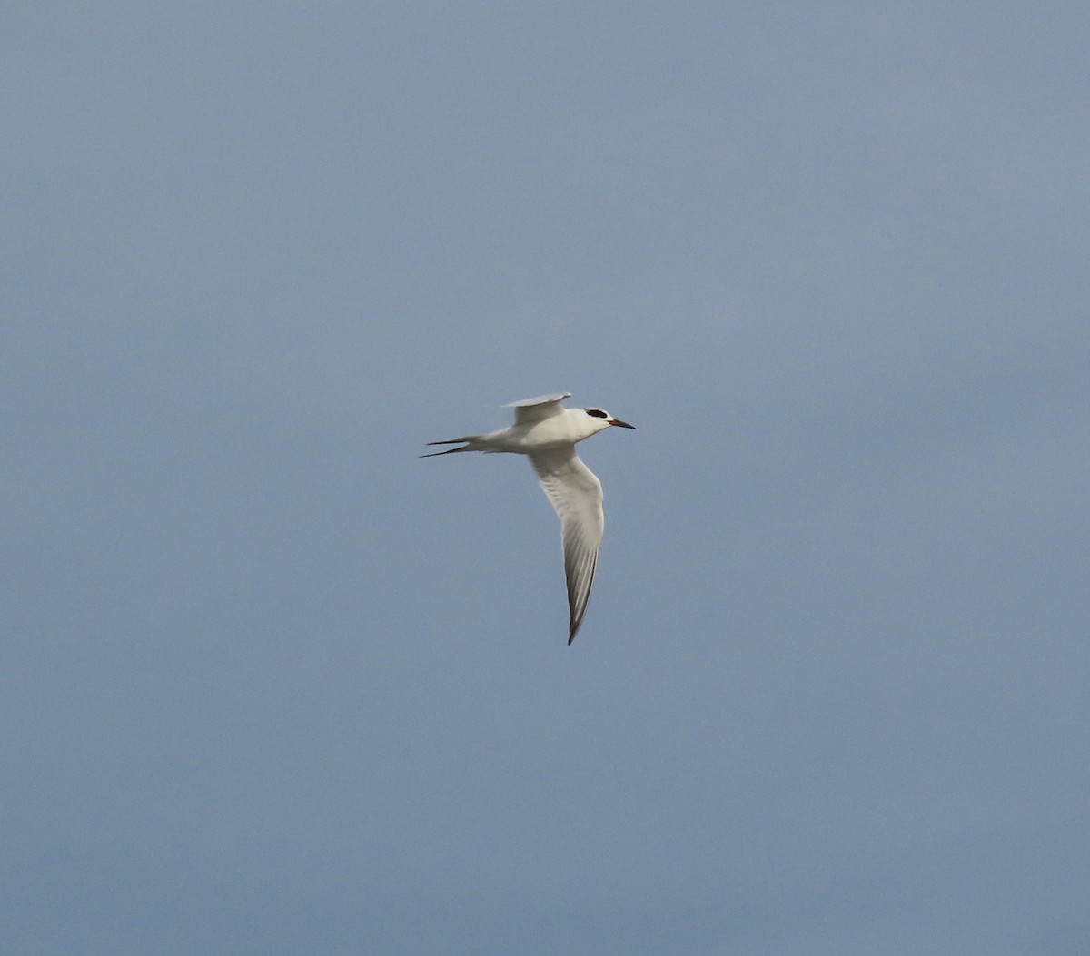 メリケンアジサシ - ML647098018