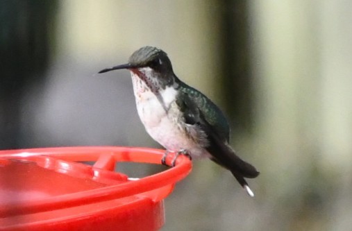 Ruby-throated Hummingbird - ML647098021