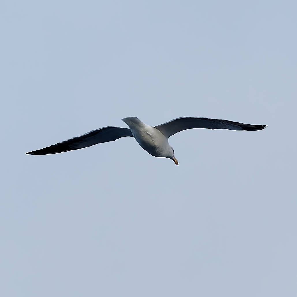 gull sp. - ML647098022