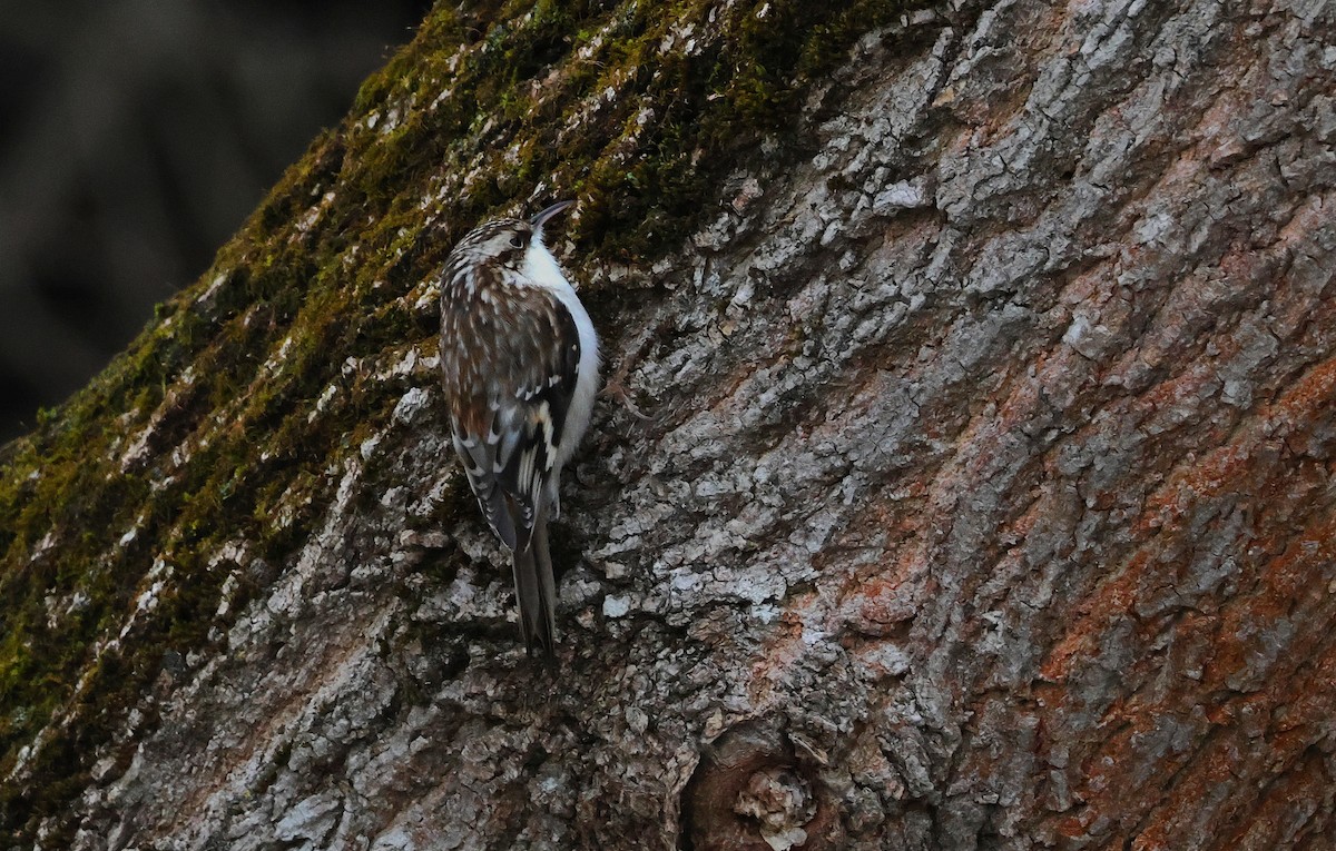 amerikatrekryper - ML647098024