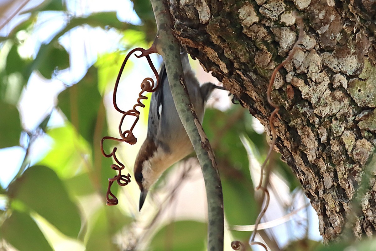 Sittelle à tête brune - ML647098025