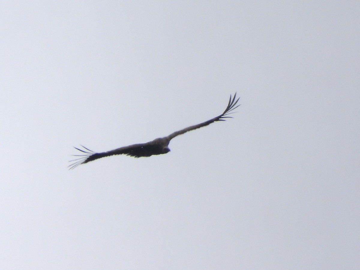 Vautour de l'Himalaya - ML647098031