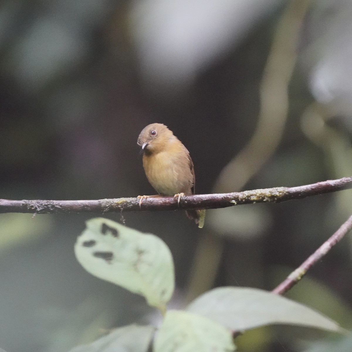 Bronze-olive Pygmy-Tyrant - ML647098032