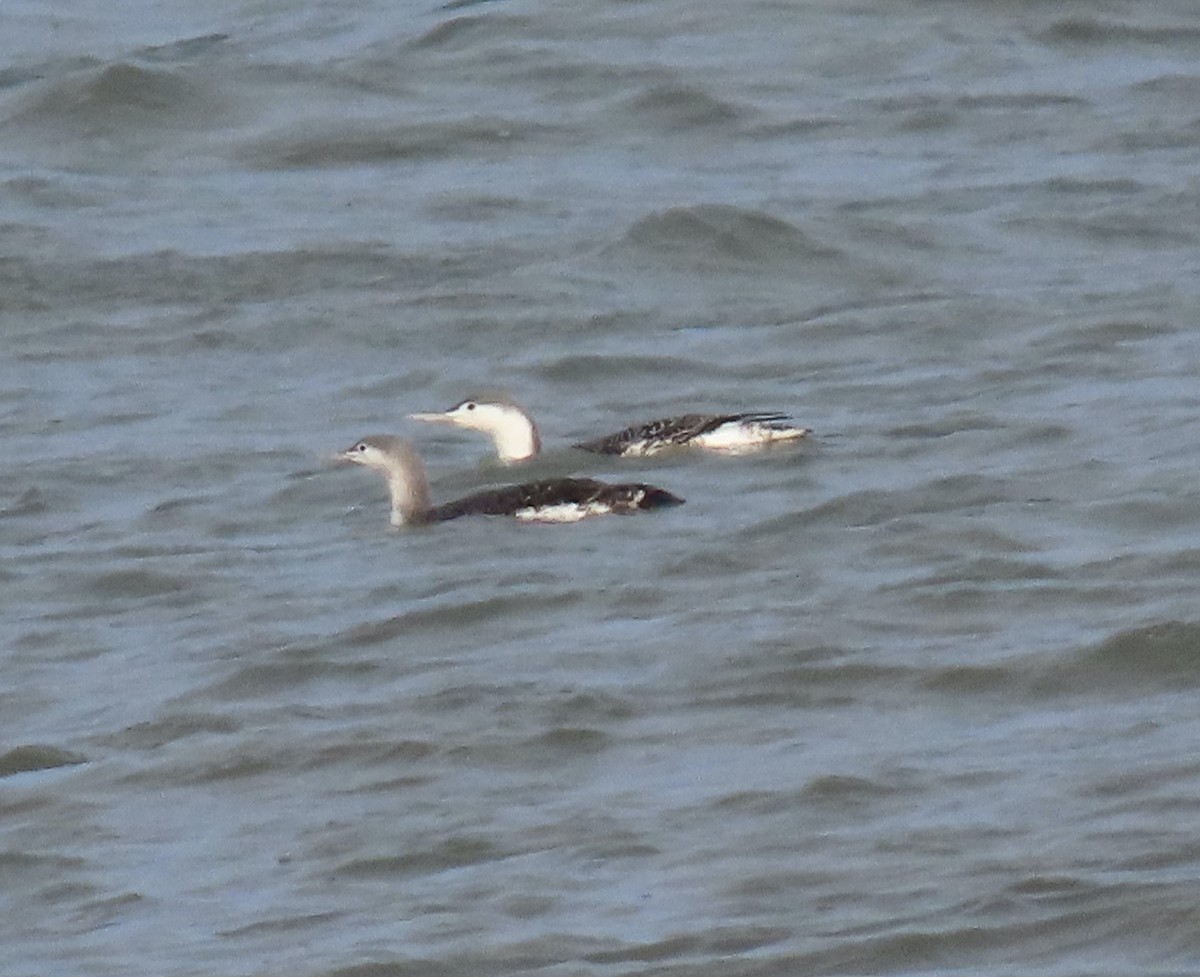 Sterntaucher - ML647098035