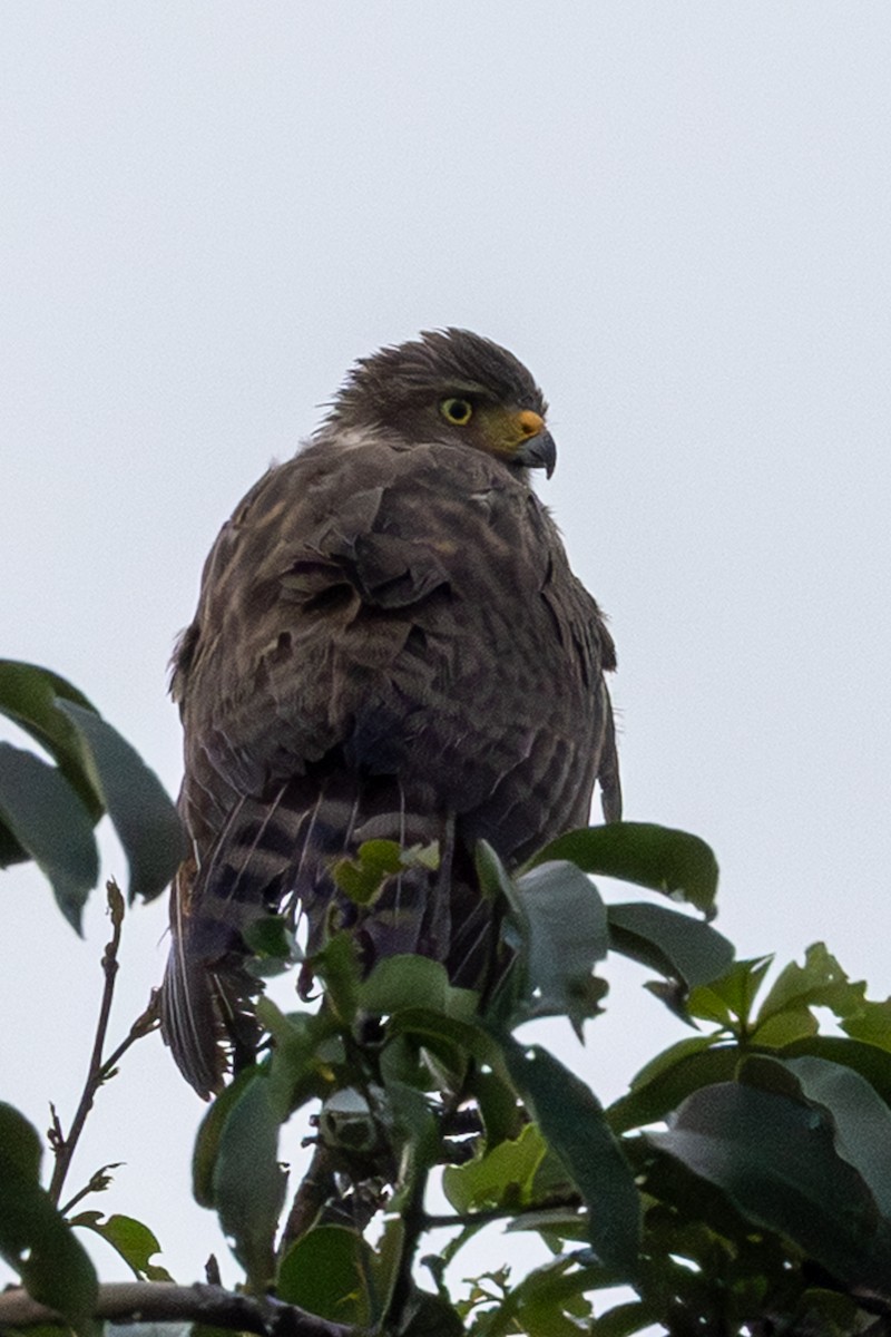 Roadside Hawk - ML647098040
