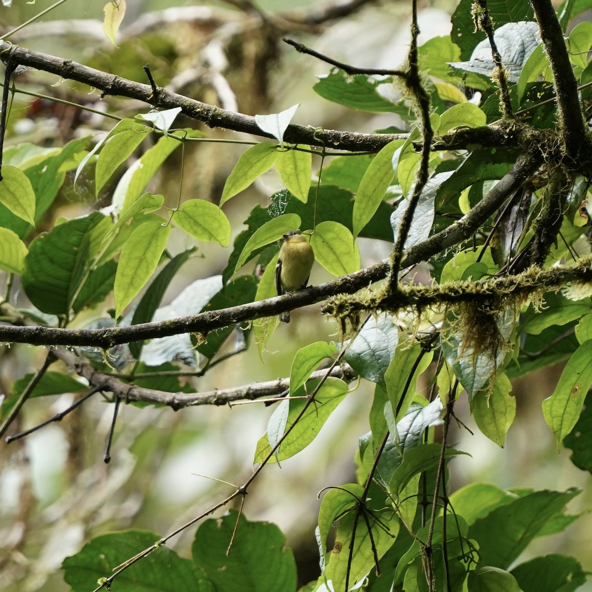 Handsome Flycatcher - ML647098041
