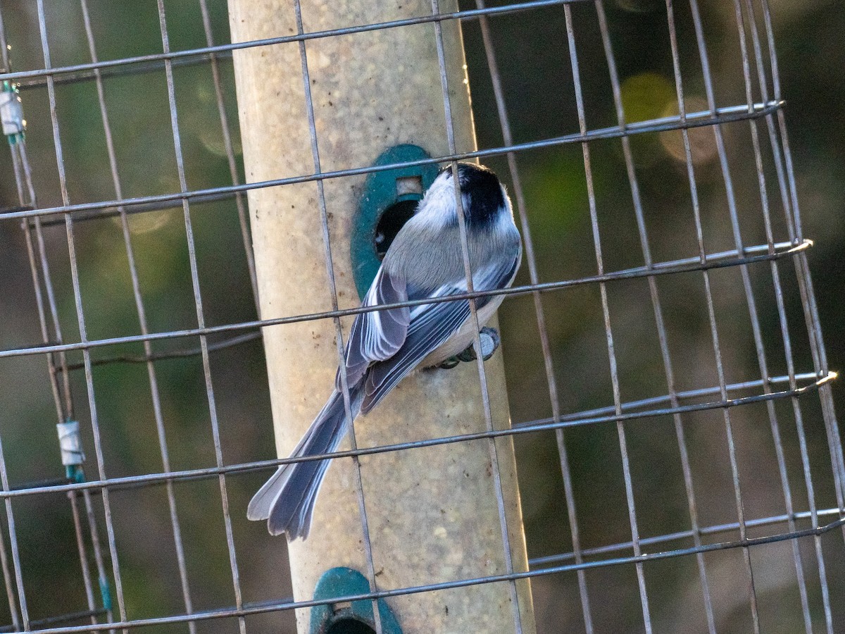 amerikameis - ML647098050