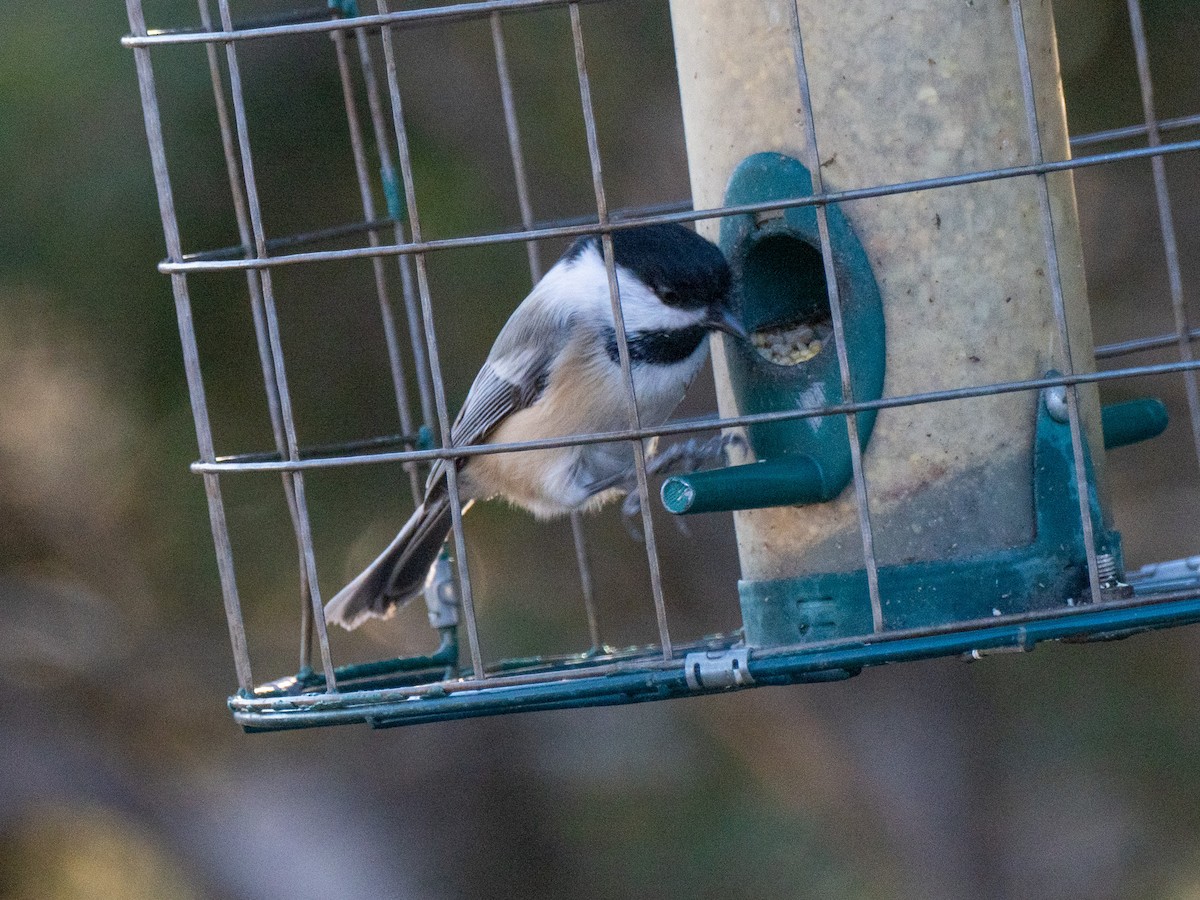 amerikameis - ML647098051