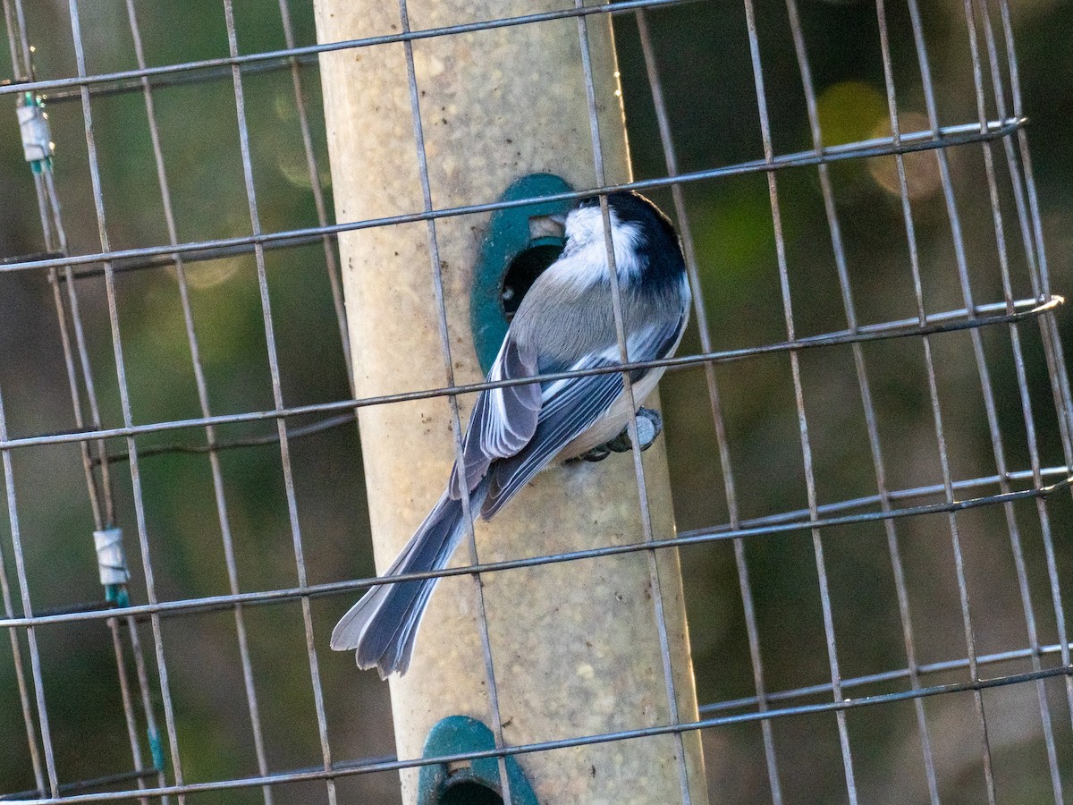 amerikameis - ML647098052