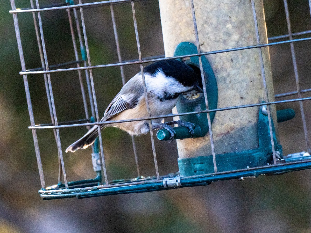 amerikameis - ML647098053