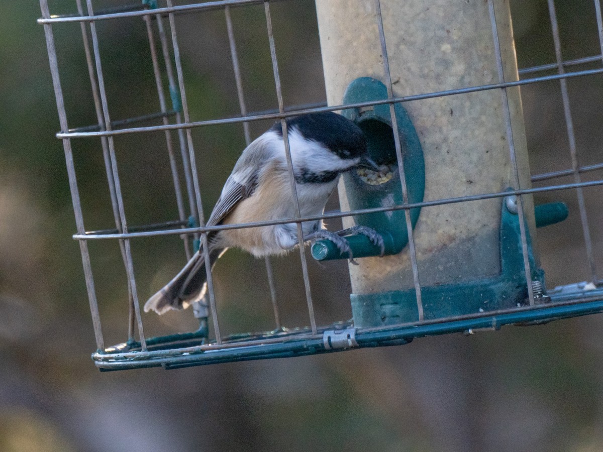 amerikameis - ML647098054