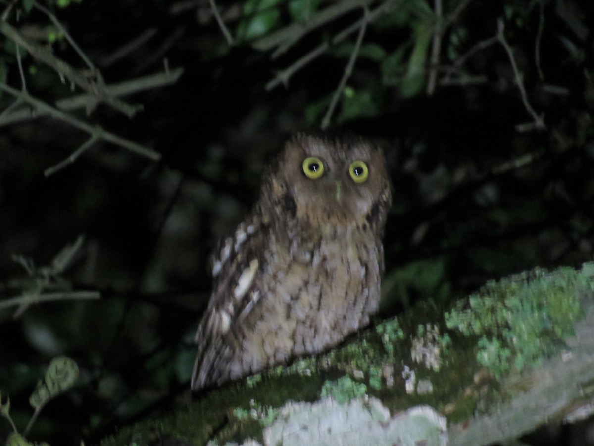 Montane Forest Screech-Owl - ML647098055
