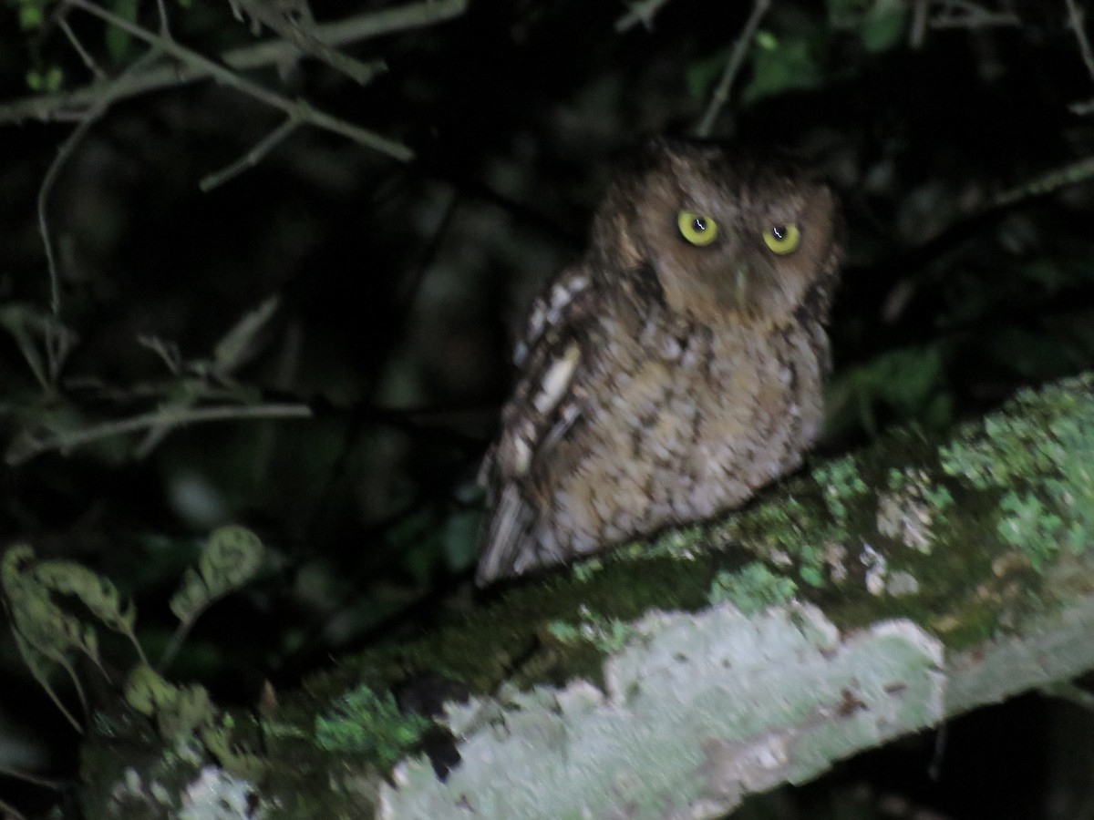 Montane Forest Screech-Owl - ML647098056