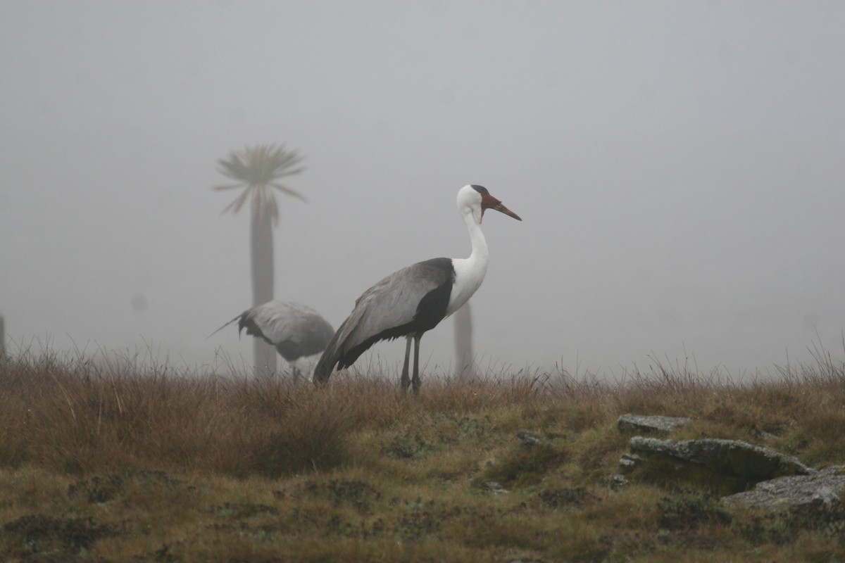 Wattled Crane - ML647098057