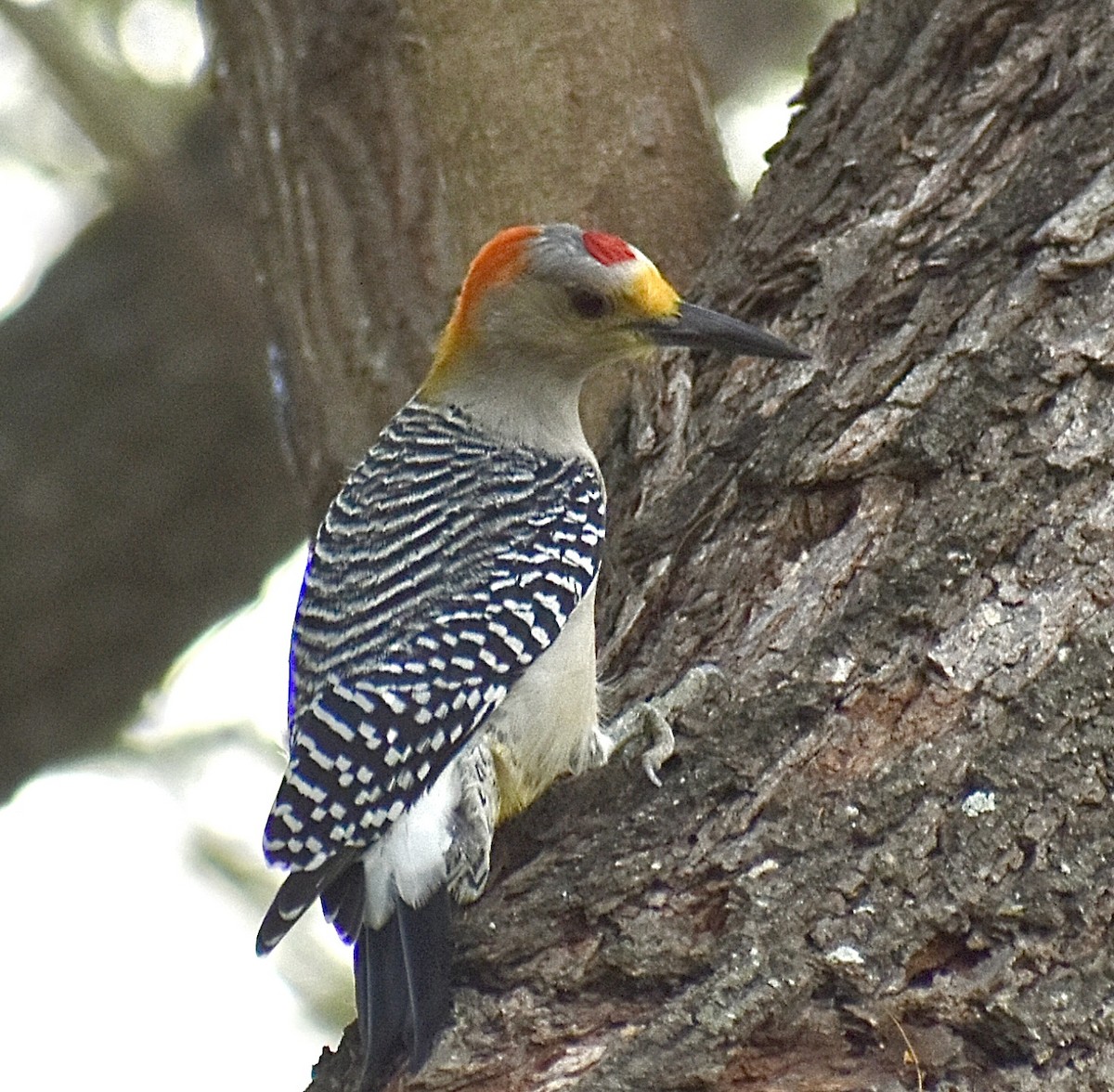 Golden-fronted Woodpecker - ML647098061