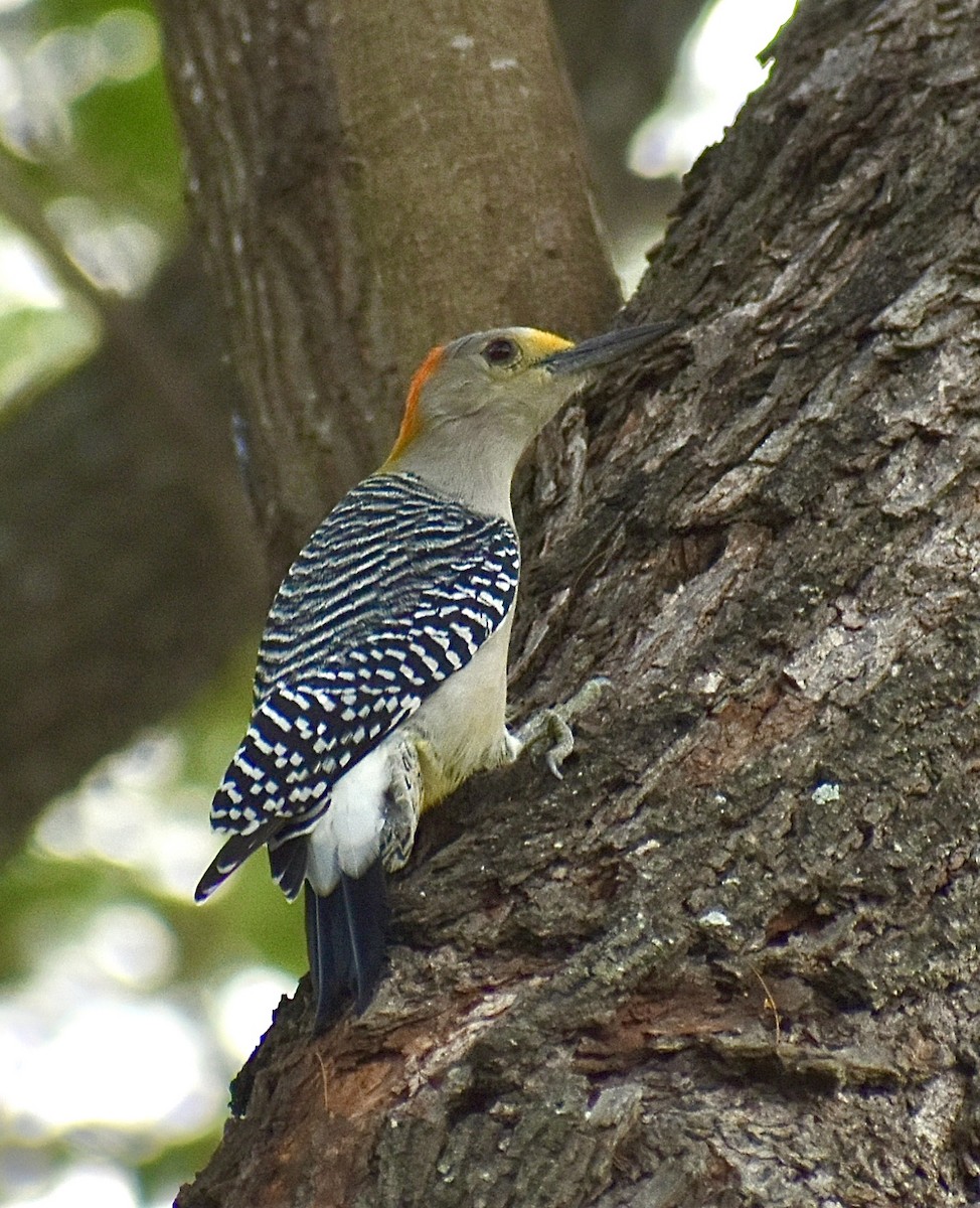 Golden-fronted Woodpecker - ML647098062