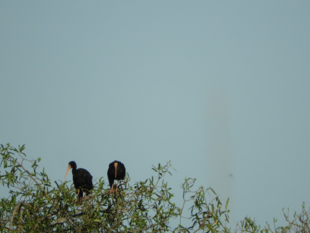 Ibis Afeitado - ML647098063